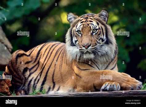 Sumatran Tiger Panthera Tigris Sumatrae Stock Photo Alamy