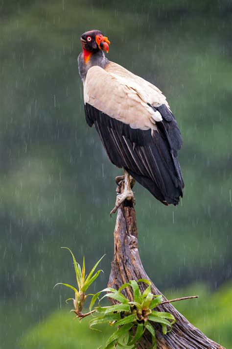 King Vulture Birdwatching
