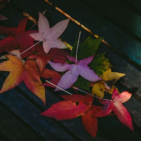 Colorful Leaves Autumn 5k Ipad Wallpapers Free Download