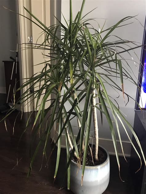 Can Anyone Help Me Figure Out What Is Going On With My Baby Palm She