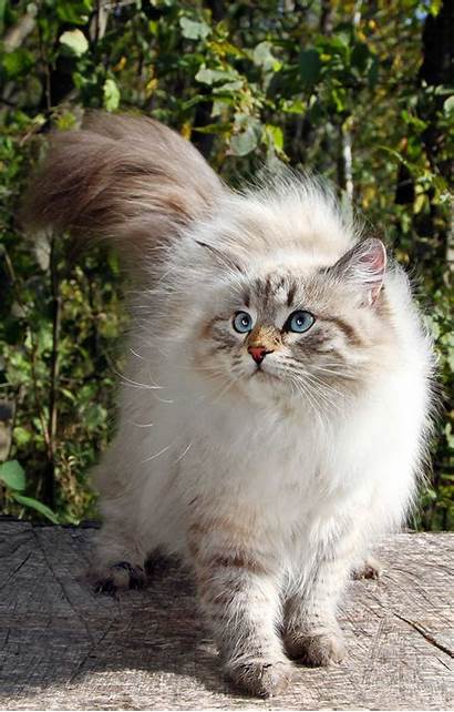 Siberian Cat Forest Cats Kittens Hypoallergenic Chart