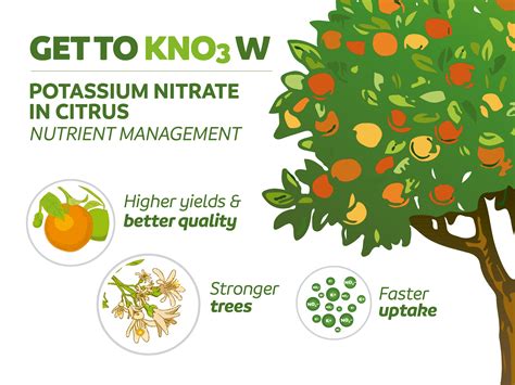 Get To Know Potassium Nitrate In Citrus Nutrient Management Sqm