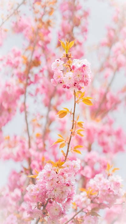 Blomster Kirsebær Sakura Gratis Foto På Pixabay