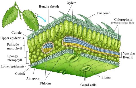 Cell Structure Of A Leaf Stock Illustration Cell Structure Epidermis