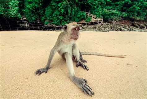 Funny Monkey Stock Image Image Of Outdoors Eyes Sitting 33637861