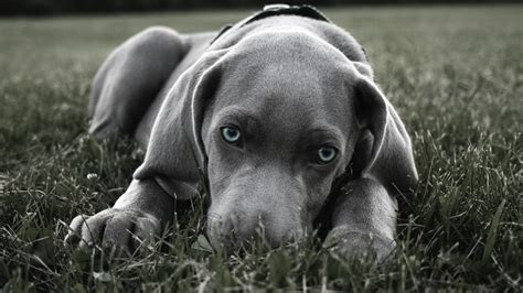 Wallpaper Grass Hiding Labrador Retriever Weimaraner Puppy