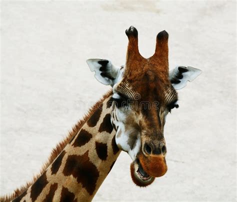186 Laughing Giraffe Stock Photos Free And Royalty Free Stock Photos