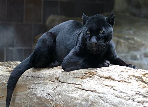 Jaguars are the largest of south america's big cats. Animal of the day!: Black Jaguar