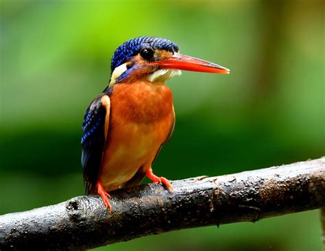 The Life Journey In Photography Blue Eared Kingfisher Sungai Congkak