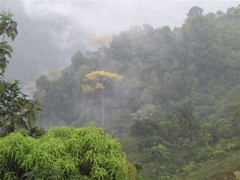 Free Foggy Rain Forest Stock Photo