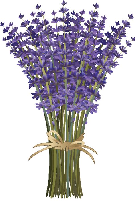 Lavender Bouquet Layered Long Stemmed Lavender Flower Bouquet Tied