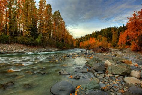 Alaska Autumn Forest River Feed Stones Hd Wallpaper