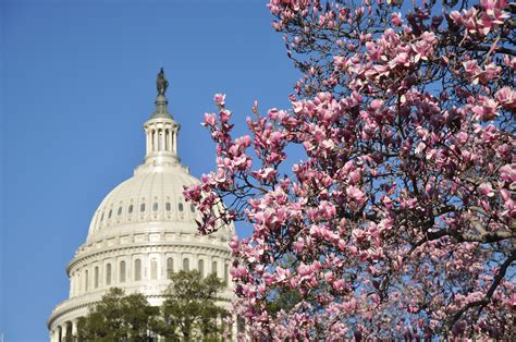 Us Capitol To See The Cherry Blossoms With Images Places To