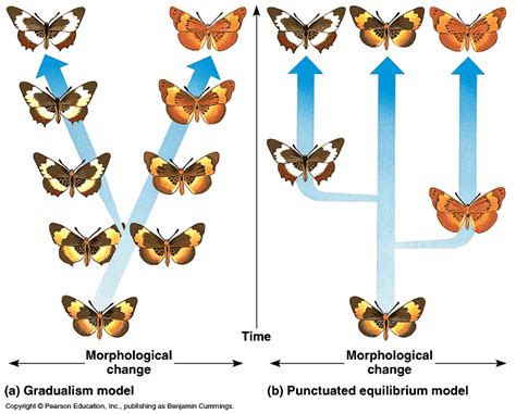 Patterns Of Evolution Biological Evolution Concepts