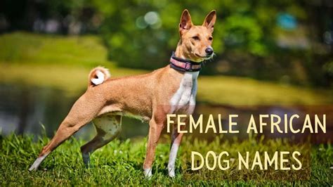 Female African Dog Names Unique And Meaningful Options For Your Canine