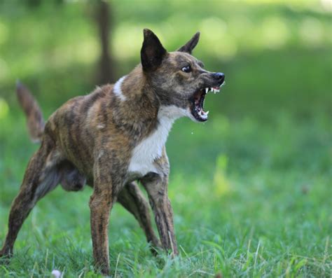 5 Things To Know About Aggressive Dog Behavior Michaels Dogs