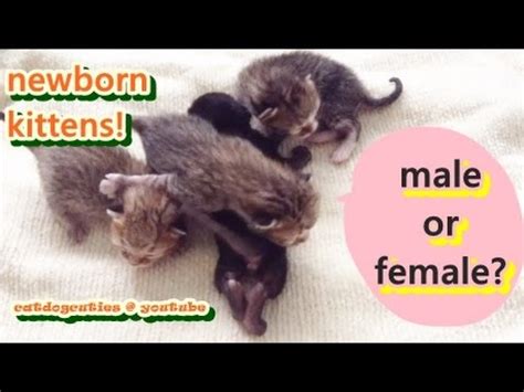 How To Determine The Gender Of Your Kitten Newborn Kittens