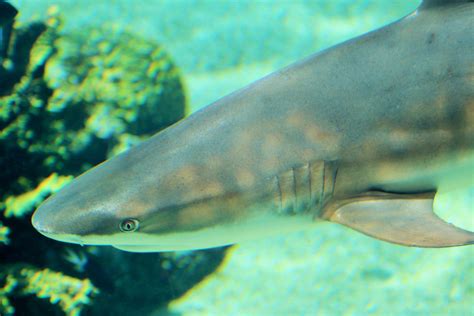 Blacktip Reef Shark Carcharhinus Melanopterus Zoochat