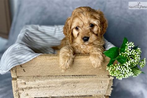 They range from 14 to 20 pounds on average. Petey: Cavapoo puppy for sale near Southwest Michigan, Michigan. | 5bfec320-7f41