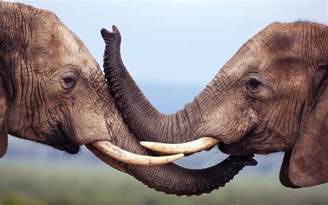 Elephants Wildlife Wallpaper 1920x1200 12875