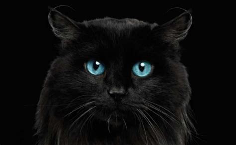 Black Ragdoll Cat Breed Everything About Mysterious Black Ragdoll That