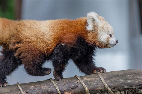 The Strolling Red Panda Cub Photograph By Greg Nyquist Fine Art America