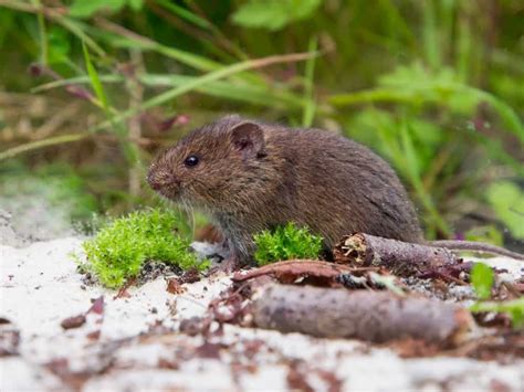How To Fill Rat Holes In Garden Home And Garden Expert