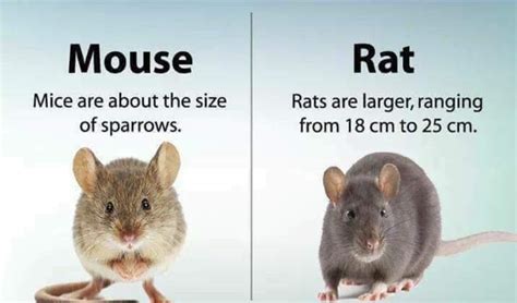 difference between mouse and rats on the weblog