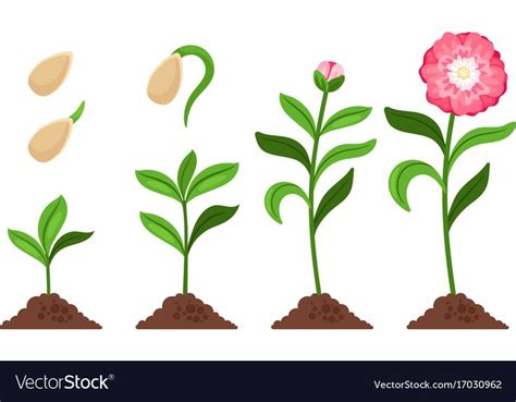 Pink Flower Growth Process Icons Vector Image On Vectorstock Flower