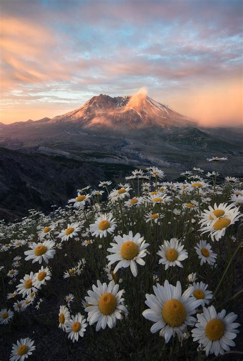 Michaelpocketlist Mt St Helens Towering Above Wildflowers During A
