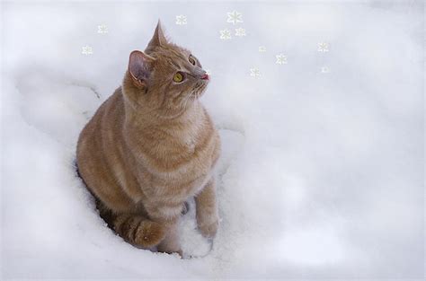 Cat With Snowflakes Photograph By Jacqi Elmslie Fine Art America