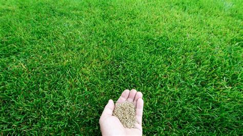 7 Fastest Growing Grass Seed For Your Garden