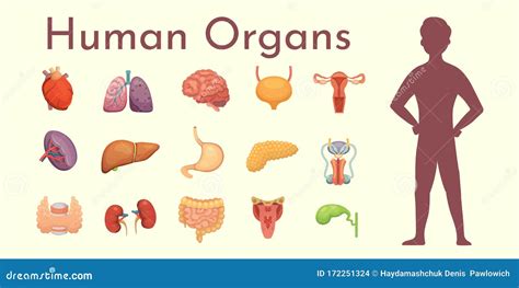 Colección De órganos Internos Vectores En Estilo De Caricatura Anatomía