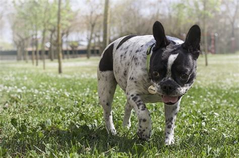 French Bulldog Temperament And Personality Canna Pet