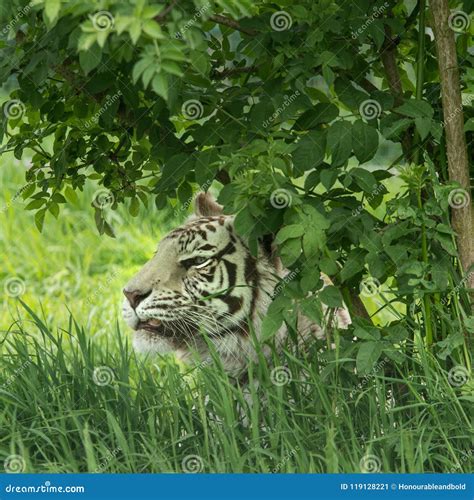 Beautiful Portrait Image Of Hybrid White Tiger Panthera Tigris I Stock