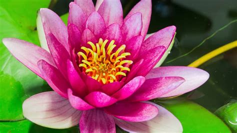 Select from premium lotus flower of the highest quality. Stock Video Clip of Time lapse opening of water lily ...