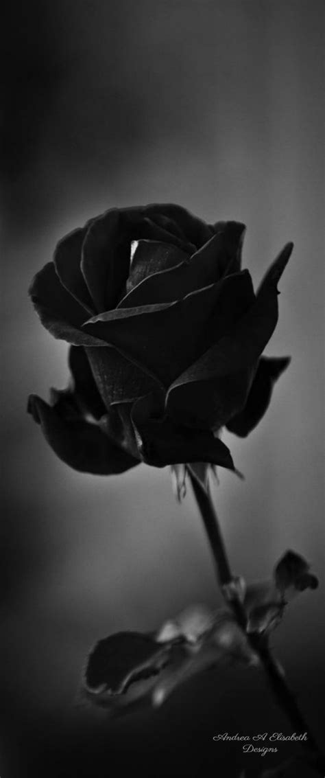 Die durchgezogene linie kritzelte design. B & W Photography | Schwarze rose, Schwarze blumen, Naturbilder