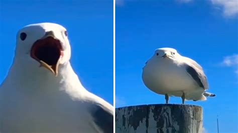 Screaming Seagull Memes Shorts Youtube