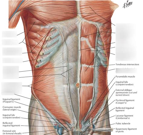 Anterior Abdominal Wall Intermediate Dissection Diagram Quizlet