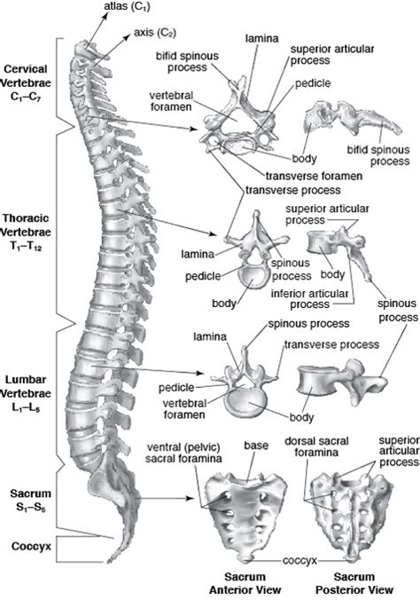 When multiple vertebrae lie on top of each other, these foramina can align to form a channel named the vertebral canal. Vertebral Column