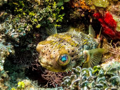 16 Underwater Photos Scuba Diving In Belize Barrier Reef Belize