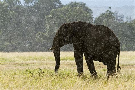 African Elephant Standing In The Rain Stock Image C0425334