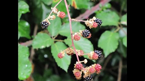 How To Prune Blackberry Brambles Global Gardening Secrets