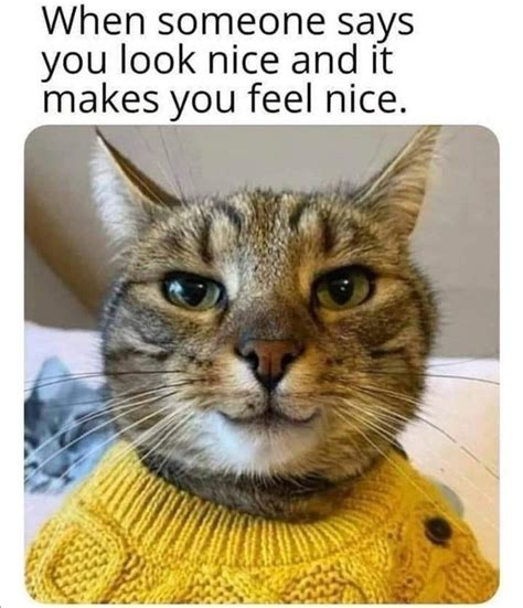 Funniest Cat Memes Funny Cat Memes Cute Animal Memes Animal Jokes