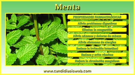 Top 129 Imagenes De La Planta Medicinal Menta Theplanetcomicsmx