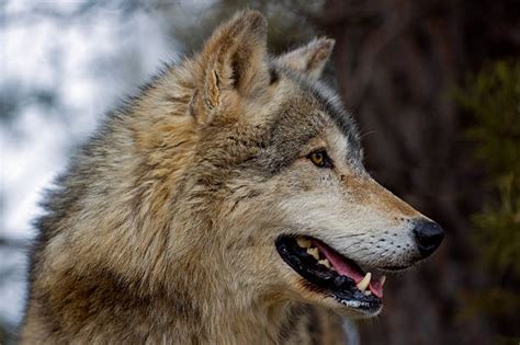 Wolf Profile Stock Photos Pictures And Royalty Free Images