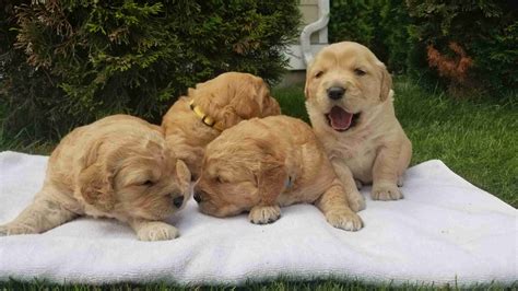 Northwest Canines Golden Retriever Puppies For Sale Born On 06082020