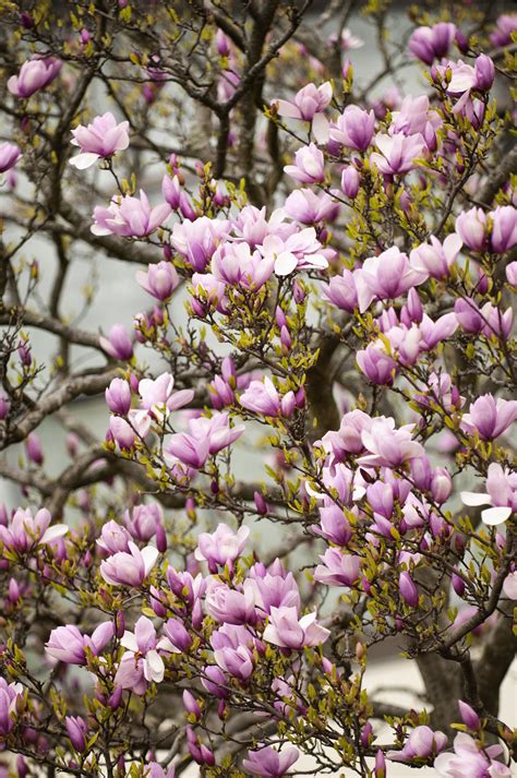 How To Grow Potted Magnolia Trees