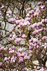 How to Grow Potted Magnolia Trees