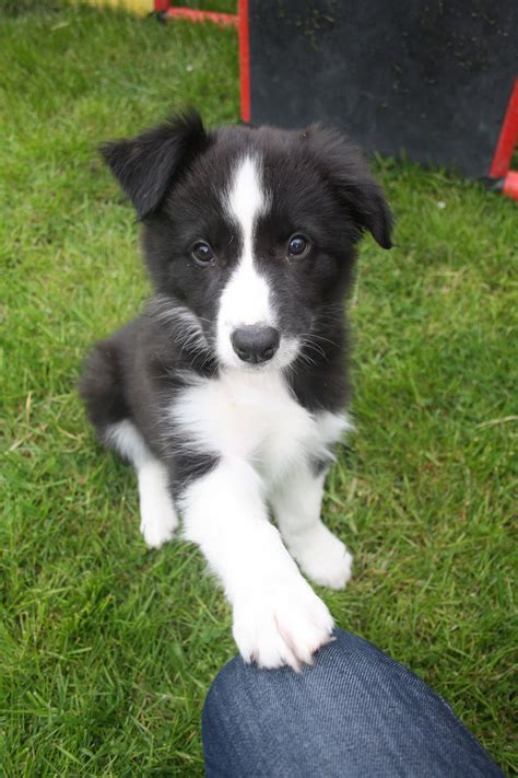 Cutest Border Collie Puppies Border Ray Ford